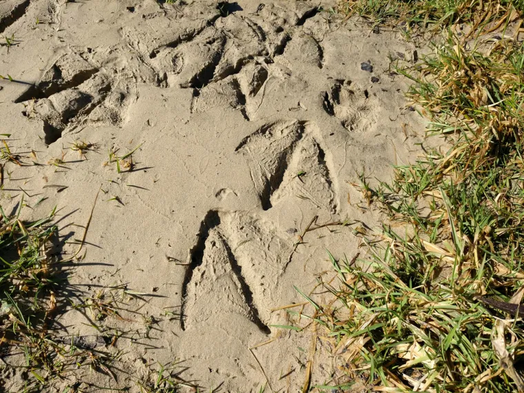 Samo će stručnjaci prepoznati otiske ovih životinja, ali pazite jer pitanja nisu lagana