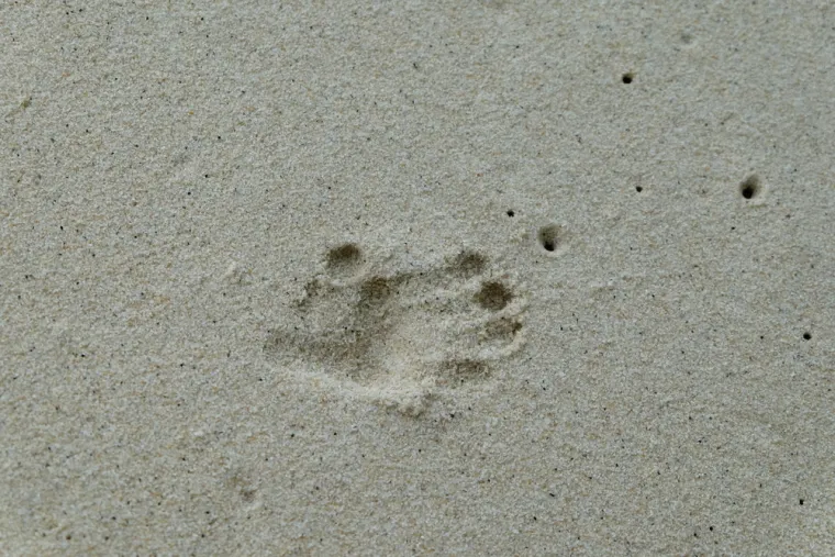 Samo će stručnjaci prepoznati otiske ovih životinja, ali pazite jer pitanja nisu lagana