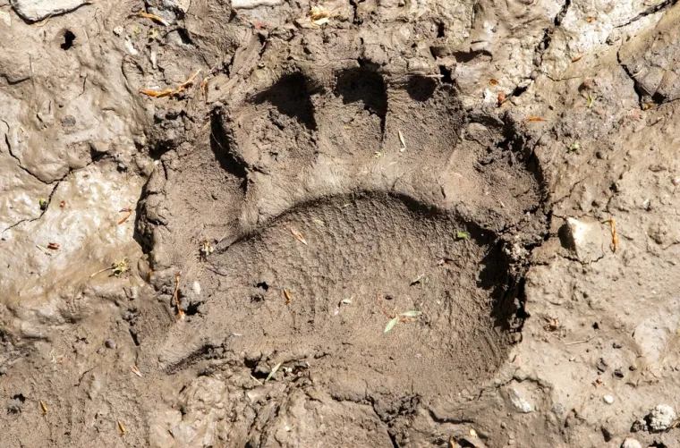 Samo će stručnjaci prepoznati otiske ovih životinja, ali pazite jer pitanja nisu lagana