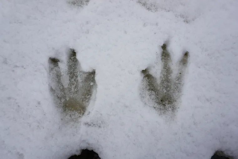 Samo će stručnjaci prepoznati otiske ovih životinja, ali pazite jer pitanja nisu lagana