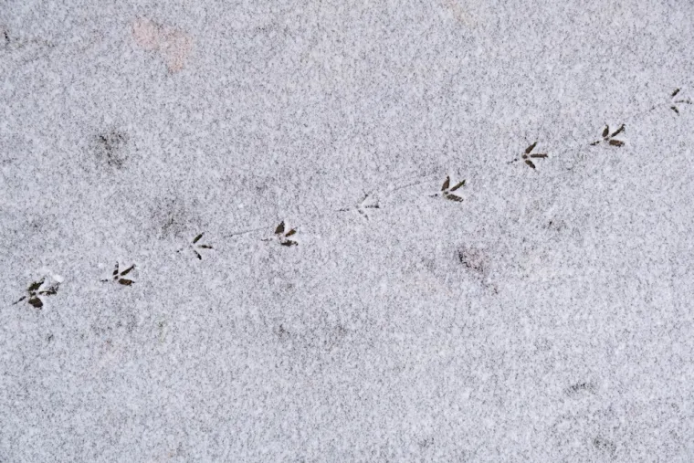 Samo će stručnjaci prepoznati otiske ovih životinja, ali pazite jer pitanja nisu lagana