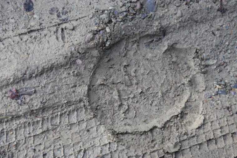 Samo će stručnjaci prepoznati otiske ovih životinja, ali pazite jer pitanja nisu lagana