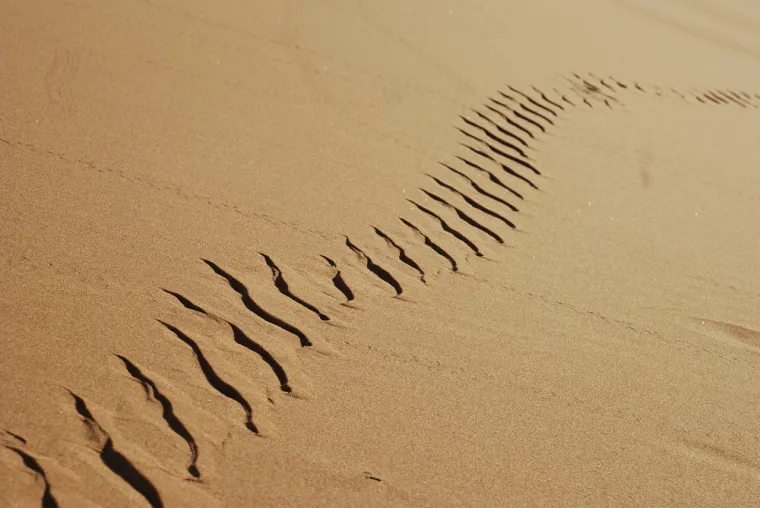 Samo će stručnjaci prepoznati otiske ovih životinja, ali pazite jer pitanja nisu lagana