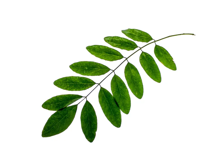 Samo će stručnjaci za biljke prepoznati lišće ovih vrsta drveća: Pazite, pitanja su zahtjevna