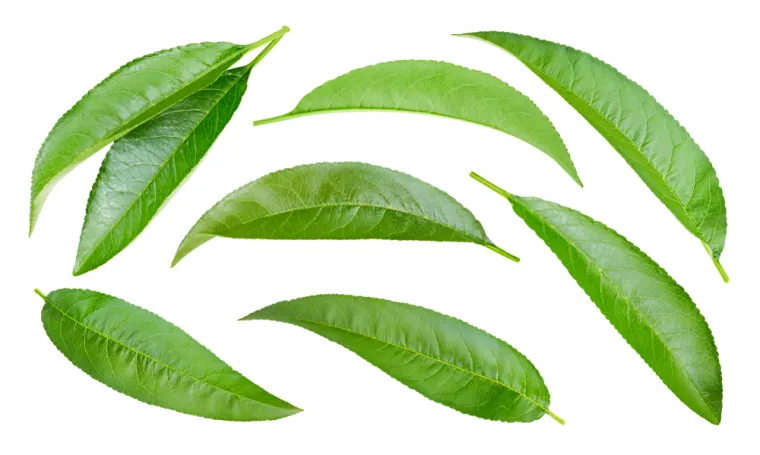 Samo će stručnjaci za biljke prepoznati lišće ovih vrsta drveća: Pazite, pitanja su zahtjevna