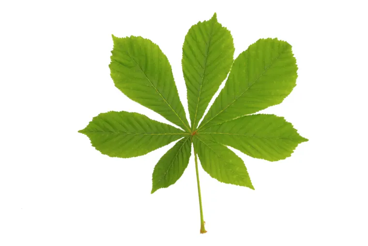 Samo će stručnjaci za biljke prepoznati lišće ovih vrsta drveća: Pazite, pitanja su zahtjevna