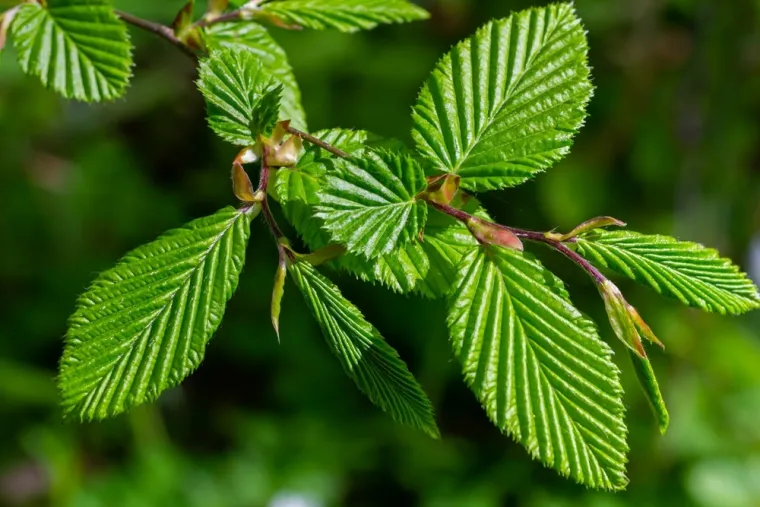 Samo će stručnjaci za biljke prepoznati li&scaron;će ovih vrsta drveća: Pazite, pitanja su zahtjevna