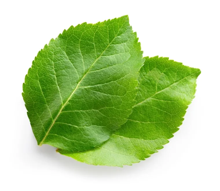 Samo će stručnjaci za biljke prepoznati li&scaron;će ovih vrsta drveća: Pazite, pitanja su zahtjevna