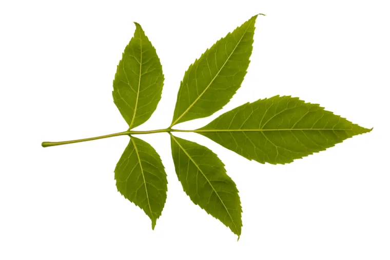 Samo će stručnjaci za biljke prepoznati li&scaron;će ovih vrsta drveća: Pazite, pitanja su zahtjevna