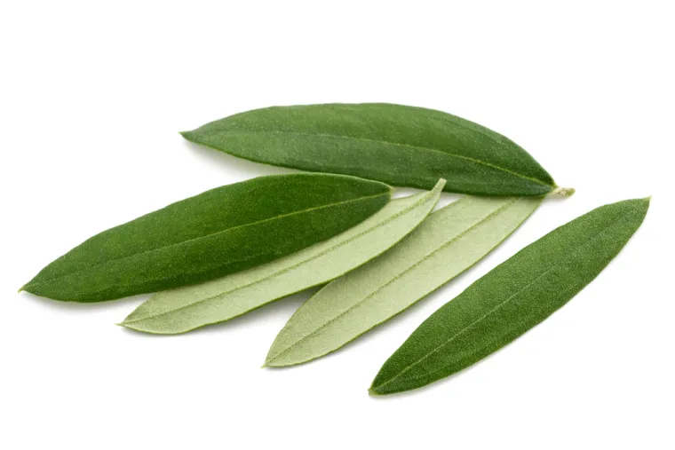 Samo će stručnjaci za biljke prepoznati li&scaron;će ovih vrsta drveća: Pazite, pitanja su zahtjevna