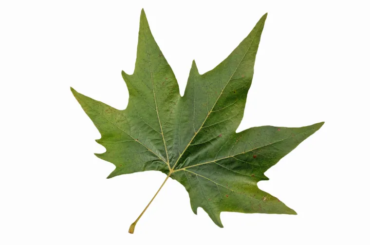 Samo će stručnjaci za biljke prepoznati li&scaron;će ovih vrsta drveća: Pazite, pitanja su zahtjevna