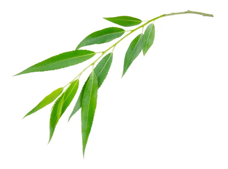 Samo će stručnjaci za biljke prepoznati lišće ovih vrsta drveća: Pazite, pitanja su zahtjevna