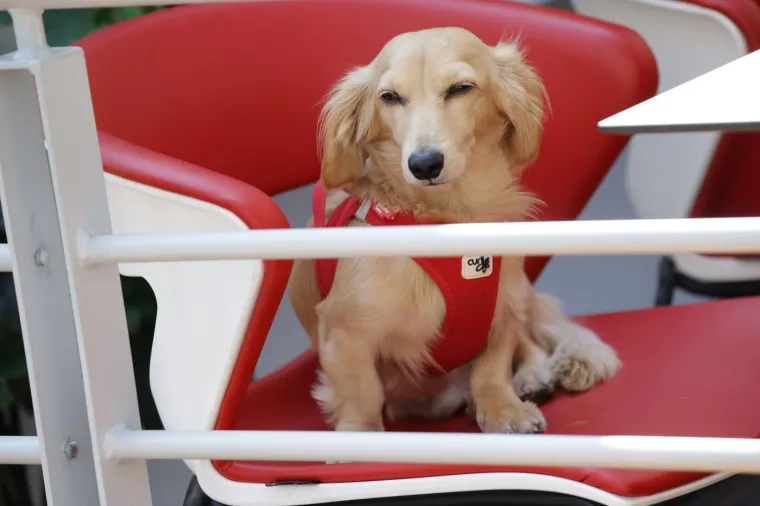 Kamere na utrci Formule 1 snimile zanosnu kraljicu hejta: 'Nitko ju ne voli'