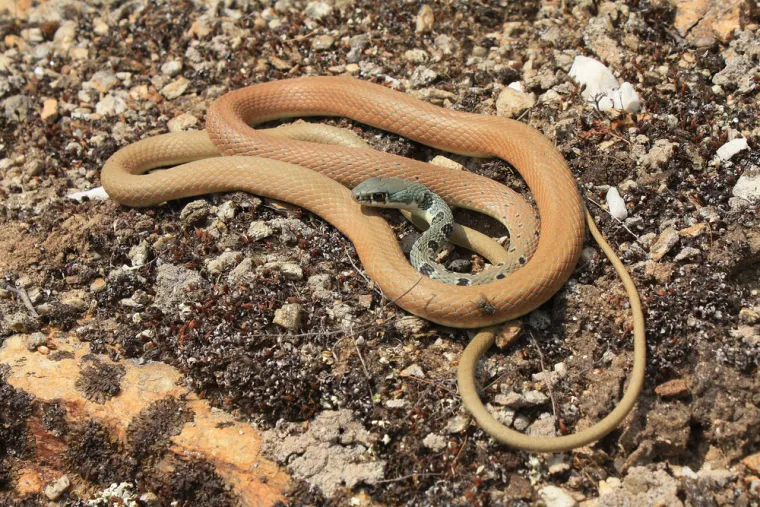 Riješi kviz i doznaj možeš li prepoznati sve zmije koje žive na području Hrvatske