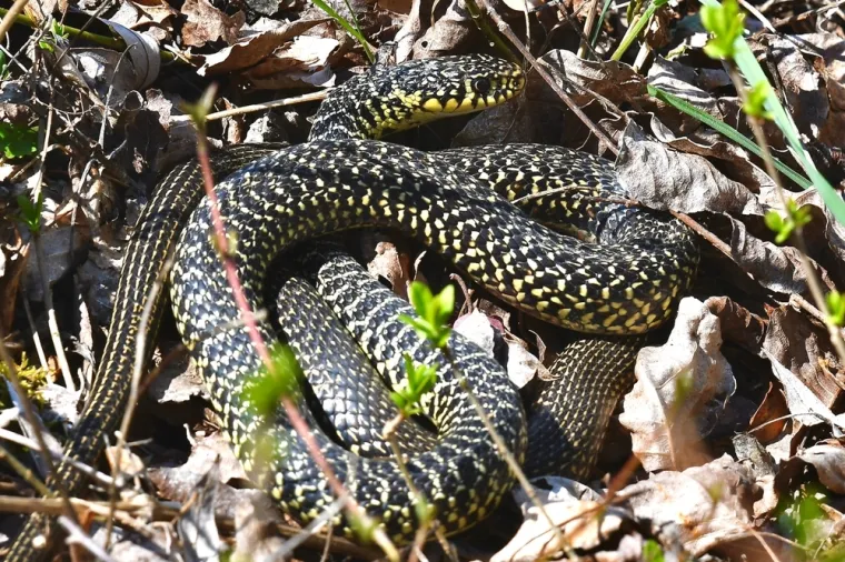 Riješi kviz i doznaj možeš li prepoznati sve zmije koje žive na području Hrvatske