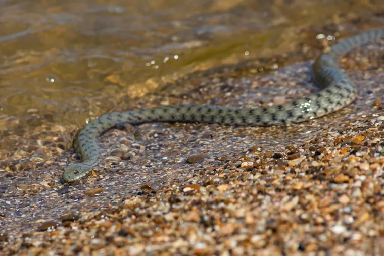 Rije&scaron;i kviz i doznaj može&scaron; li prepoznati sve zmije koje žive na području Hrvatske
