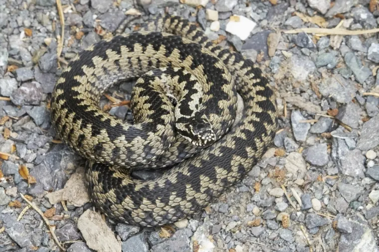 Rije&scaron;i kviz i doznaj može&scaron; li prepoznati sve zmije koje žive na području Hrvatske