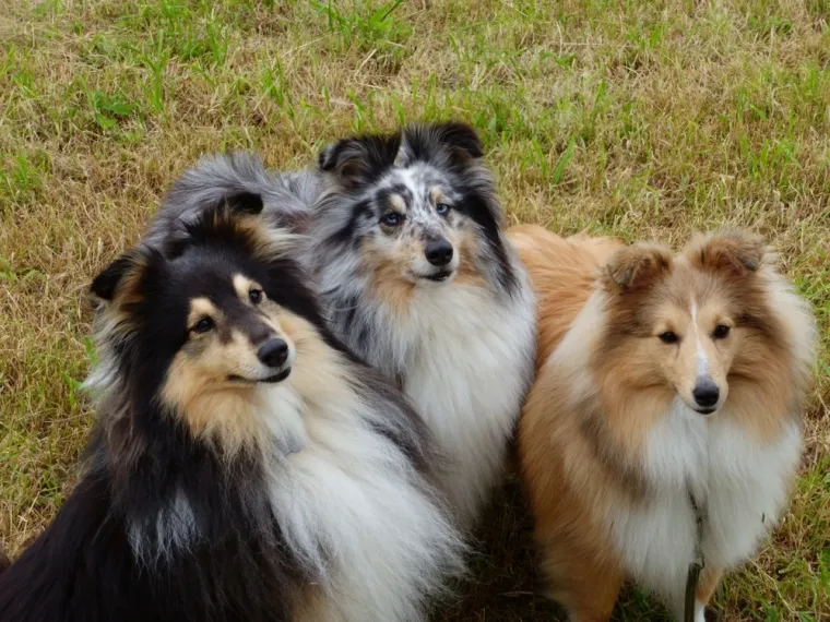 Ovih 14 pasmina pasa odlično se slaže s djecom: Strpljivi su i puni ljubavi