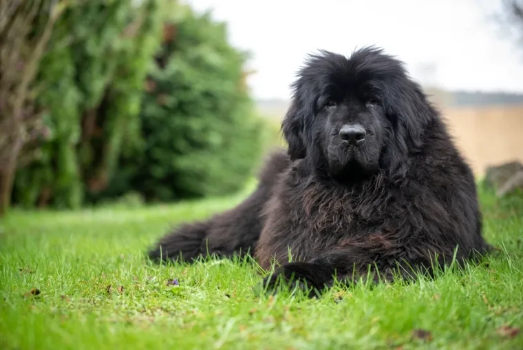 Ovih 14 pasmina pasa odlično se slaže s djecom: Strpljivi su i puni ljubavi