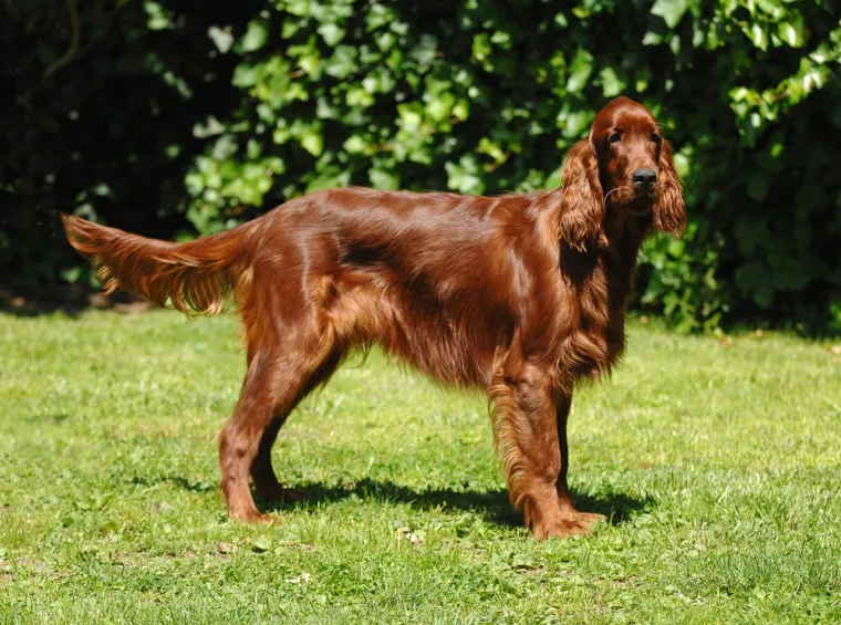 Ovih 14 pasmina pasa odlično se slaže s djecom: Strpljivi su i puni ljubavi