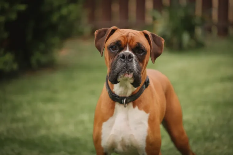 Ovih 14 pasmina pasa odlično se slaže s djecom: Strpljivi su i puni ljubavi