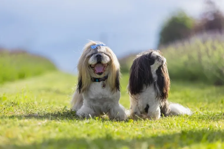 Ovih 14 pasmina pasa odlično se slaže s djecom: Strpljivi su i puni ljubavi
