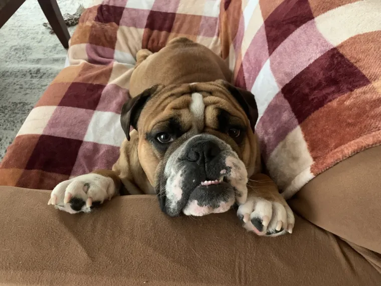 Ovih 14 pasmina pasa odlično se slaže s djecom: Strpljivi su i puni ljubavi