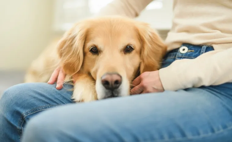 Ovih 14 pasmina pasa odlično se slaže s djecom: Strpljivi su i puni ljubavi