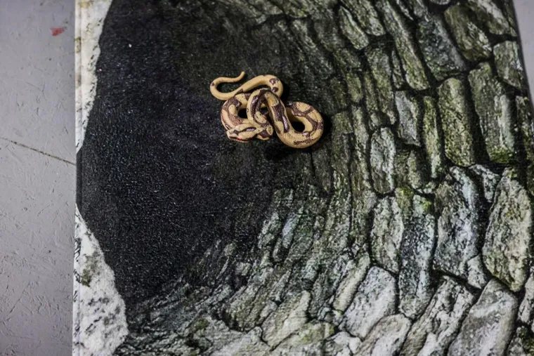 Noć vještica u Splitu: Vampirica Olja Einfalt otvorila muzej pun mistike, humora i adrenalina