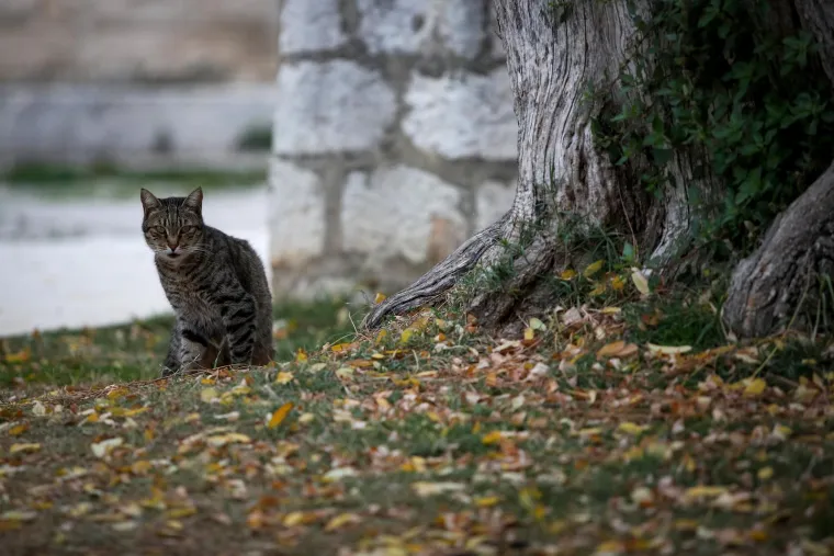 Unatoč oblacima, Zadrani su dan proveli vani: Pažnju ukrao strani par u romantičnoj &scaron;etnji