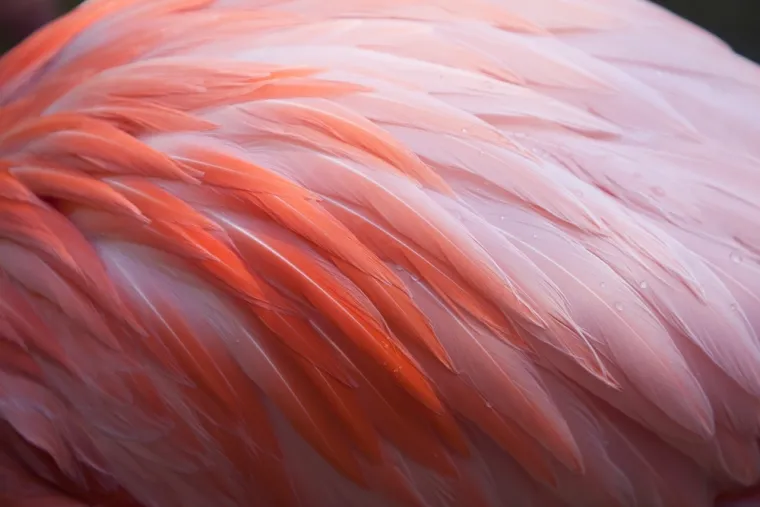 Možeš li prepoznati sve vrste ptica samo prema uzorku pera? Provjeri svoje znanje na kvizu