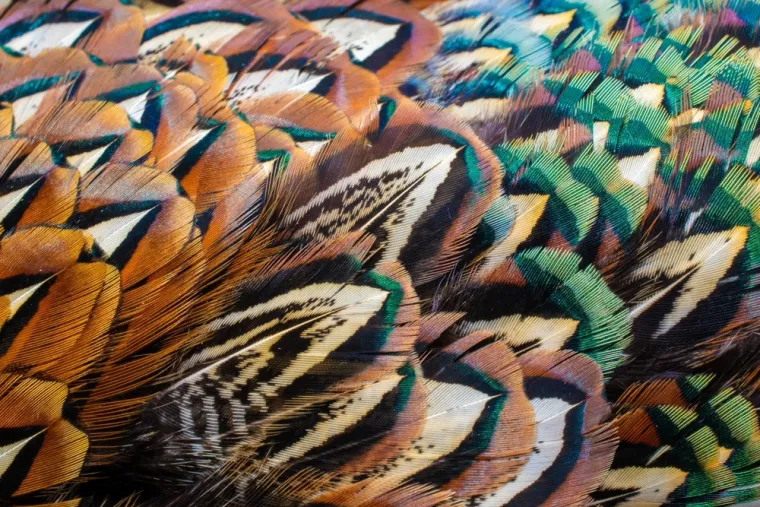 Možeš li prepoznati sve vrste ptica samo prema uzorku pera? Provjeri svoje znanje na kvizu