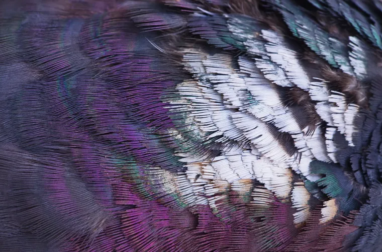 Možeš li prepoznati sve vrste ptica samo prema uzorku pera? Provjeri svoje znanje na kvizu