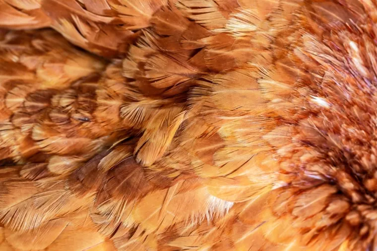 Možeš li prepoznati sve vrste ptica samo prema uzorku pera? Provjeri svoje znanje na kvizu