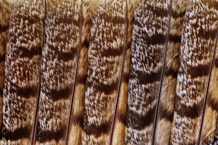 Može&scaron; li prepoznati sve vrste ptica samo prema uzorku pera? Provjeri svoje znanje na kvizu