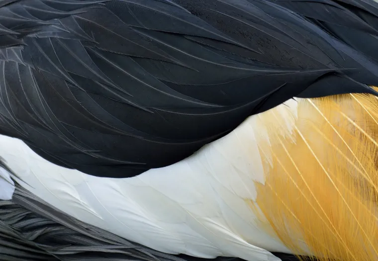 Može&scaron; li prepoznati sve vrste ptica samo prema uzorku pera? Provjeri svoje znanje na kvizu