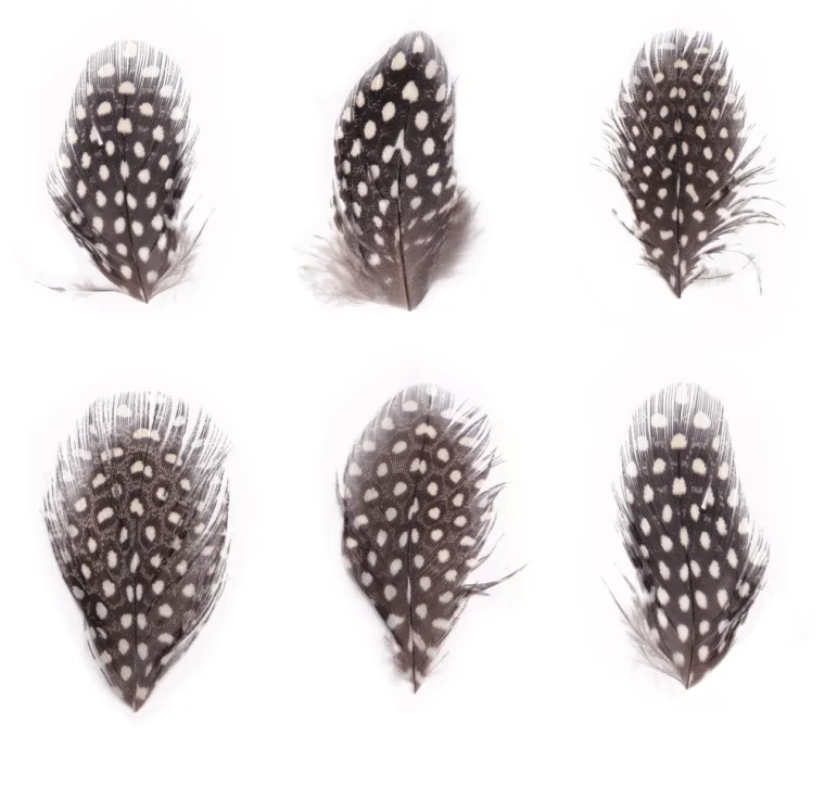 Može&scaron; li prepoznati sve vrste ptica samo prema uzorku pera? Provjeri svoje znanje na kvizu