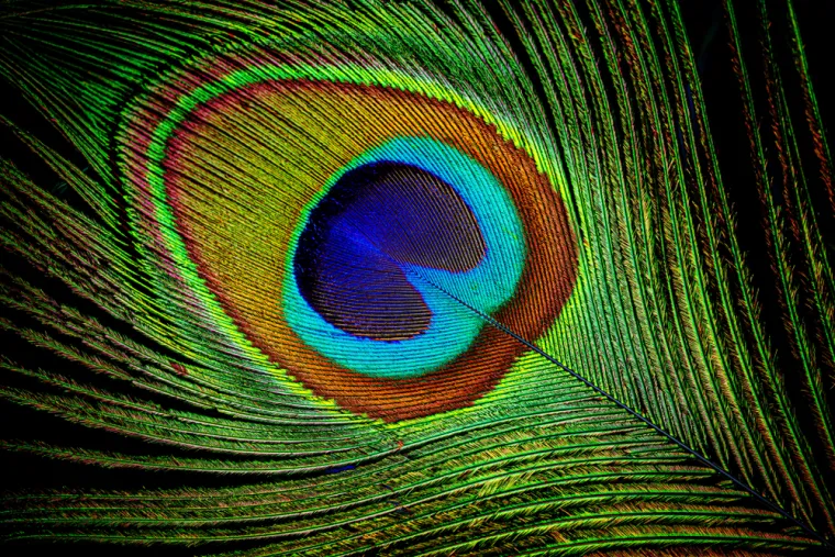 Može&scaron; li prepoznati sve vrste ptica samo prema uzorku pera? Provjeri svoje znanje na kvizu