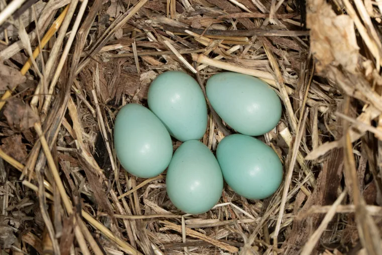 Pokušaj prepoznati barem četiri jaja ovih ptica, a samo će rijetki znati sve