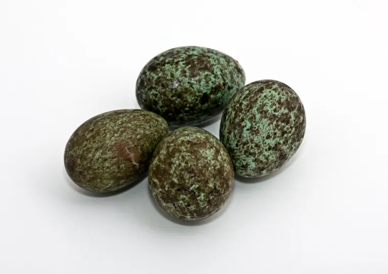 Pokušaj prepoznati barem četiri jaja ovih ptica, a samo će rijetki znati sve