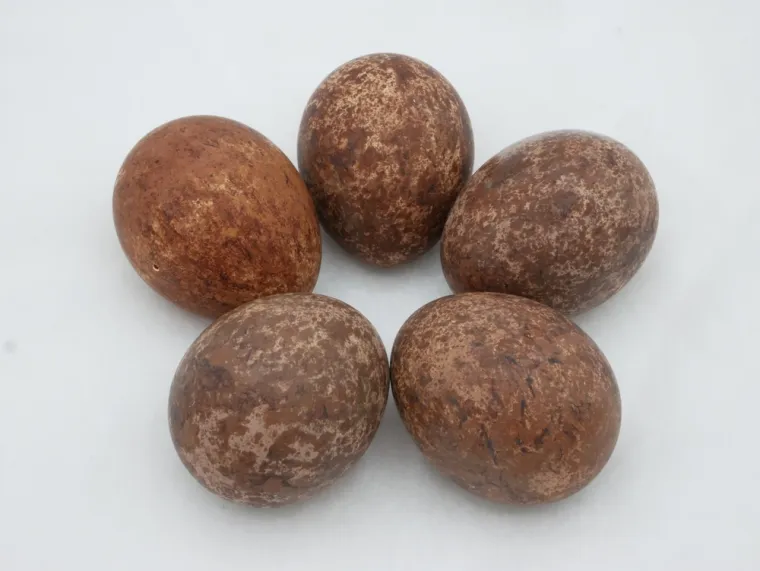 Pokušaj prepoznati barem četiri jaja ovih ptica, a samo će rijetki znati sve