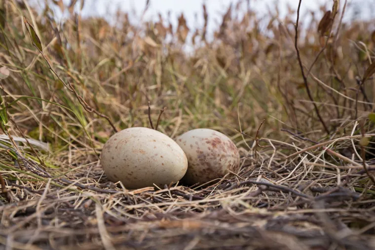 Poku&scaron;aj prepoznati barem četiri jaja ovih ptica, a samo će rijetki znati sve