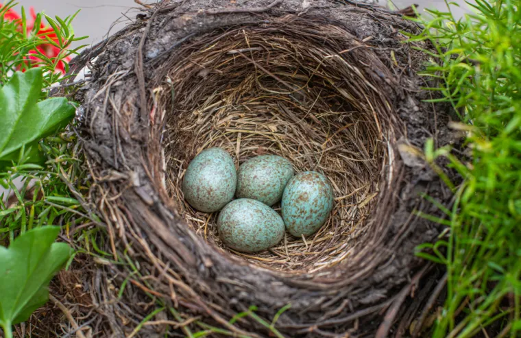 Poku&scaron;aj prepoznati barem četiri jaja ovih ptica, a samo će rijetki znati sve