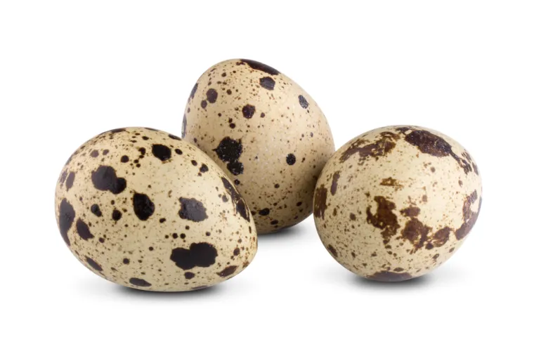 Poku&scaron;aj prepoznati barem četiri jaja ovih ptica, a samo će rijetki znati sve