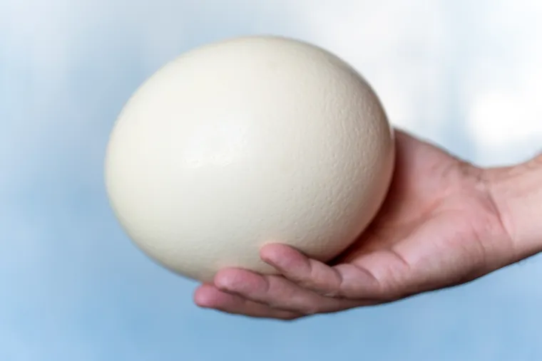 Poku&scaron;aj prepoznati barem četiri jaja ovih ptica, a samo će rijetki znati sve