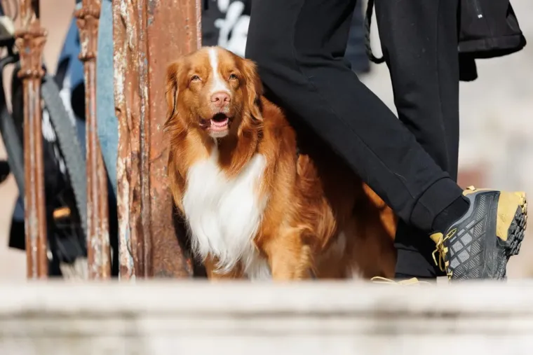 Dok su jedni gledali u brodove, ostali su se okretali za njom: Zgodna Zadranka pro&scaron;etala uvalom