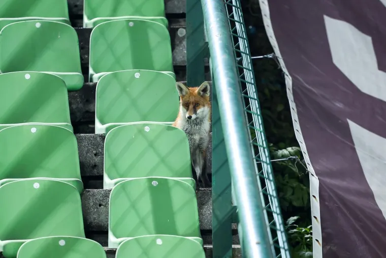 Nepozvani gosti na treningu Bosne i Hercegovine: Pazite tko je gledao Džeku i ekipu