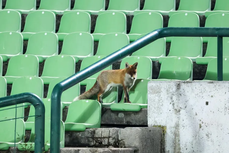 Nepozvani gosti na treningu Bosne i Hercegovine: Pazite tko je gledao Džeku i ekipu