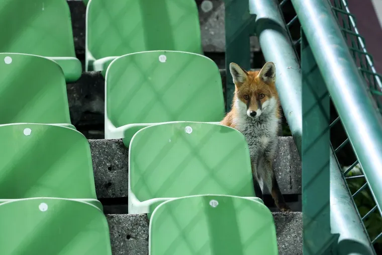 Nepozvani gosti na treningu Bosne i Hercegovine: Pazite tko je gledao Džeku i ekipu