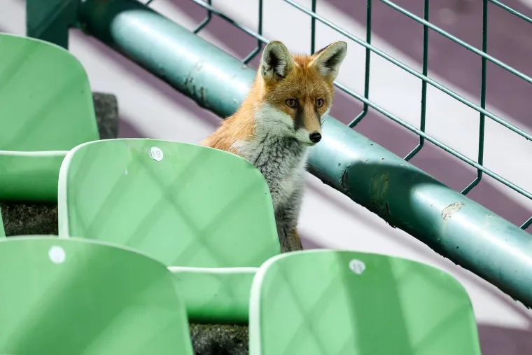 Nepozvani gosti na treningu Bosne i Hercegovine: Pazite tko je gledao Džeku i ekipu